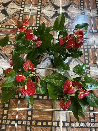 Антуриум хот love