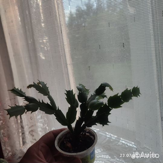 Шлюмбергера, рипсалидопсис, эпифиллум детки