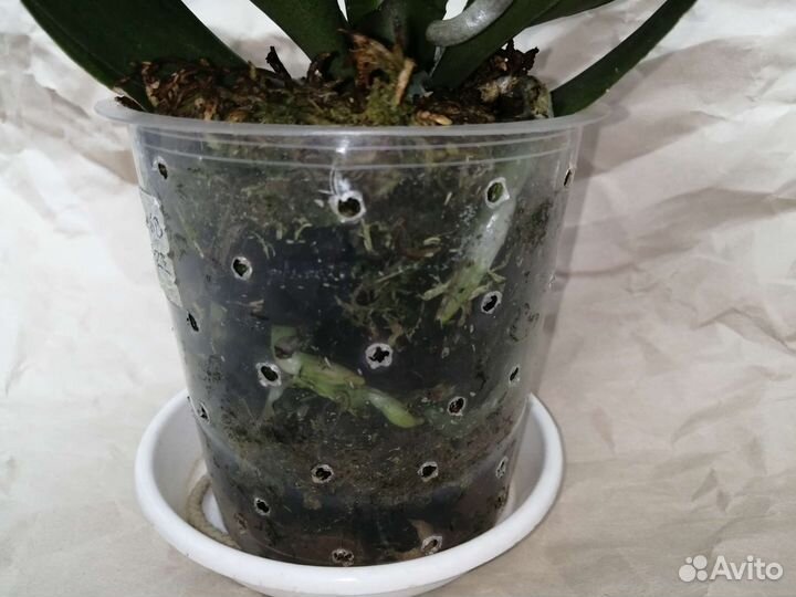 Орхидея фаленопсис Монако