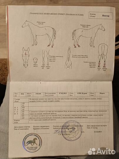 Жеребец- орловский рысак