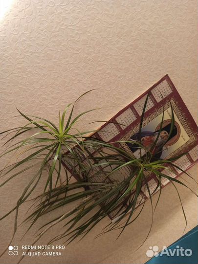 Драцена маргината