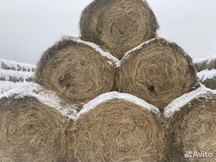 Продам сено в рулонах