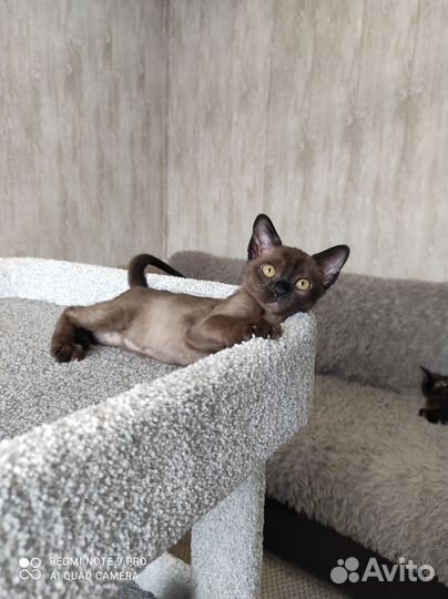 Милые бурмята