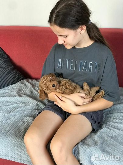 Волшебные пуделечки