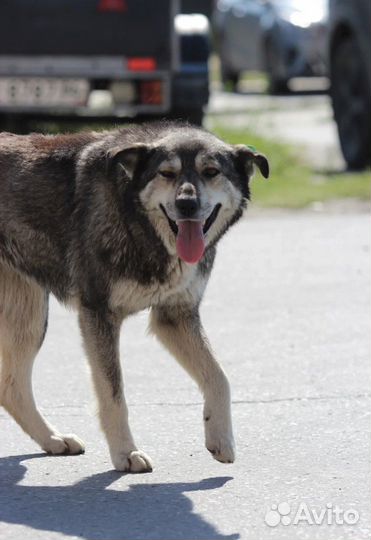 Собака в добрые руки