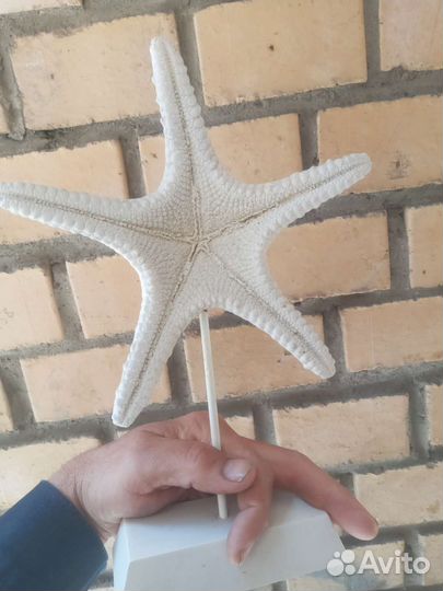 Морской звезды сувениры