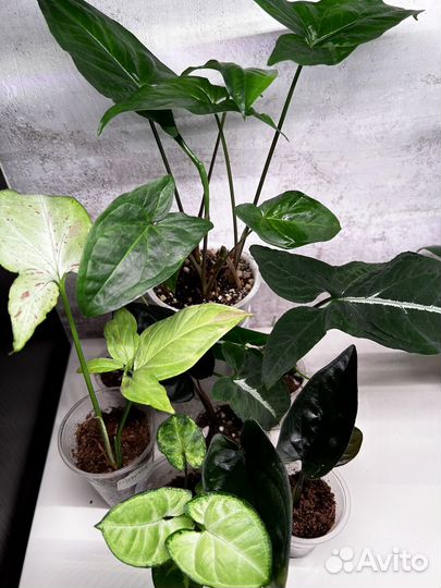 Комнатные растения, сингониум