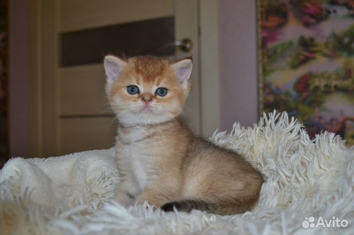 Британский золотой кот