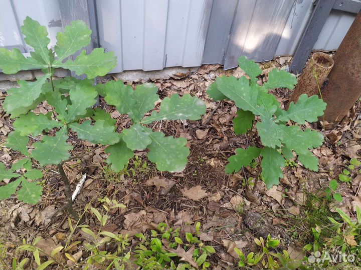 Саженцы дуба