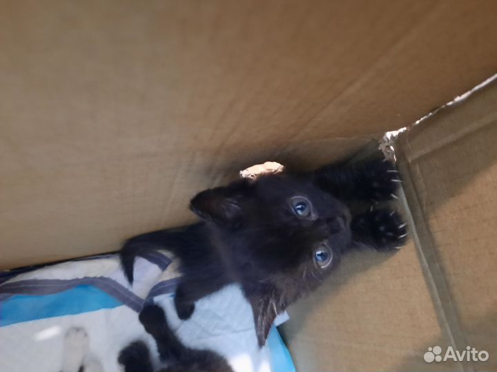 Отдам котят в хорошие руки