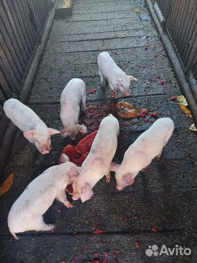 Поросята (месячные)