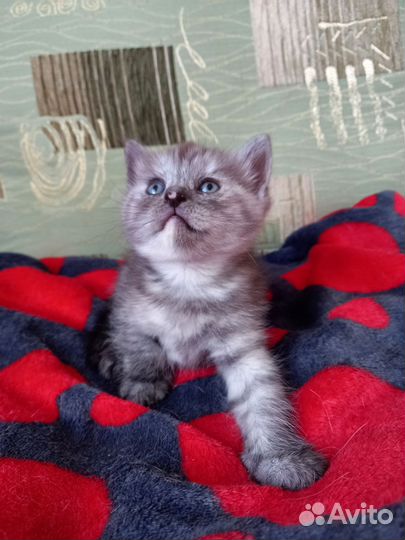 Котенок