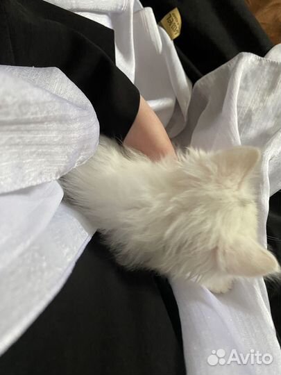 Котята в добрые руки приучены к лотку