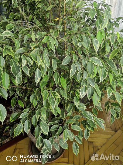 Фикус Бенджамина