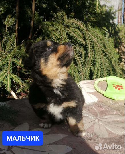 Щенки от маленькой собачки