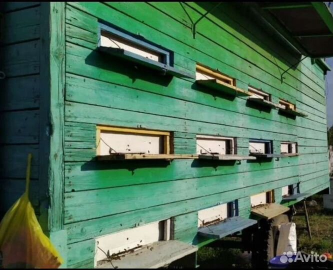 Мед натуральный Алтайский с доставкой по Тюмени