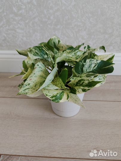 Сциндапсус Марбл Квин,американскаяагава,Сингониумы