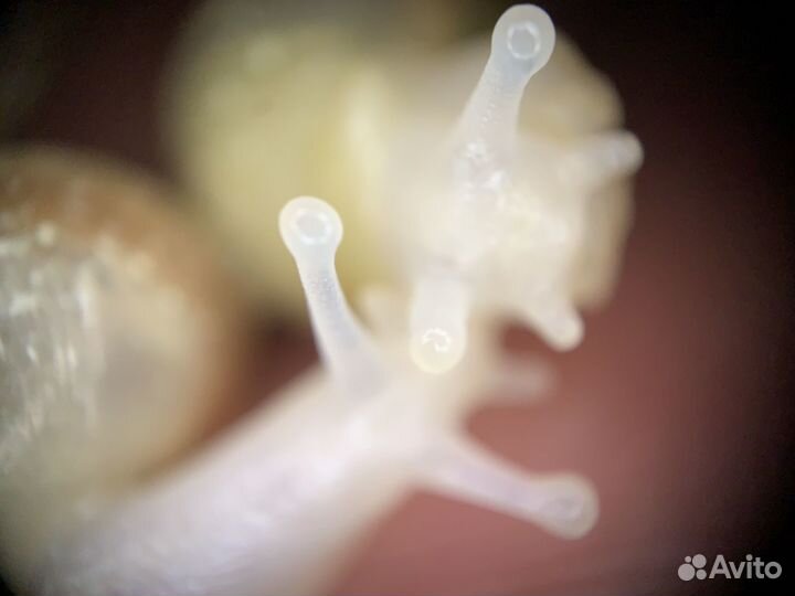 Улитки ахатины подростки и малыши