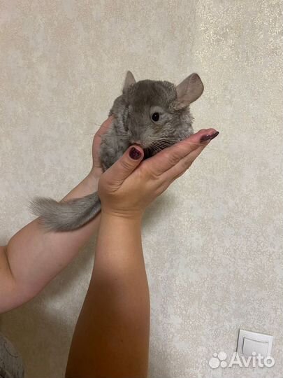 Шиншилла