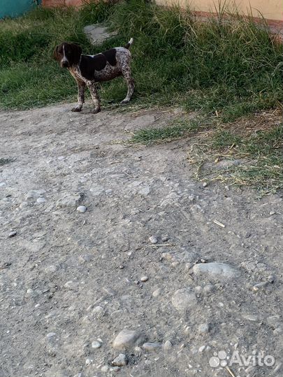 Щенки курцхаара