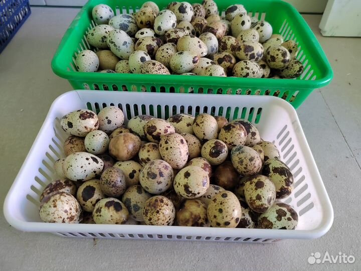 Яйца перепелиные