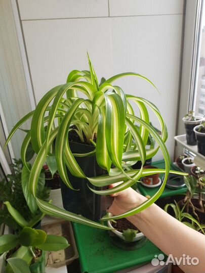 Клеродендрум вариегатный/Хлорофитум бонни/аихризон