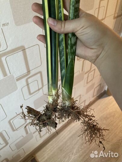 Сансевиерия сортовая