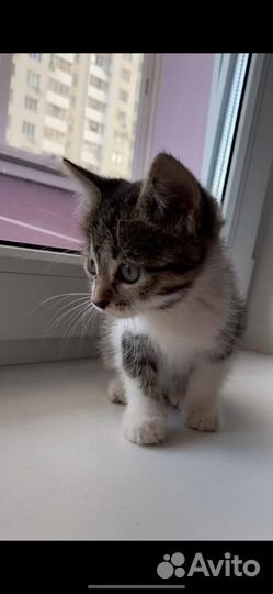 Европейская