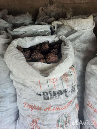 Кедровый орех