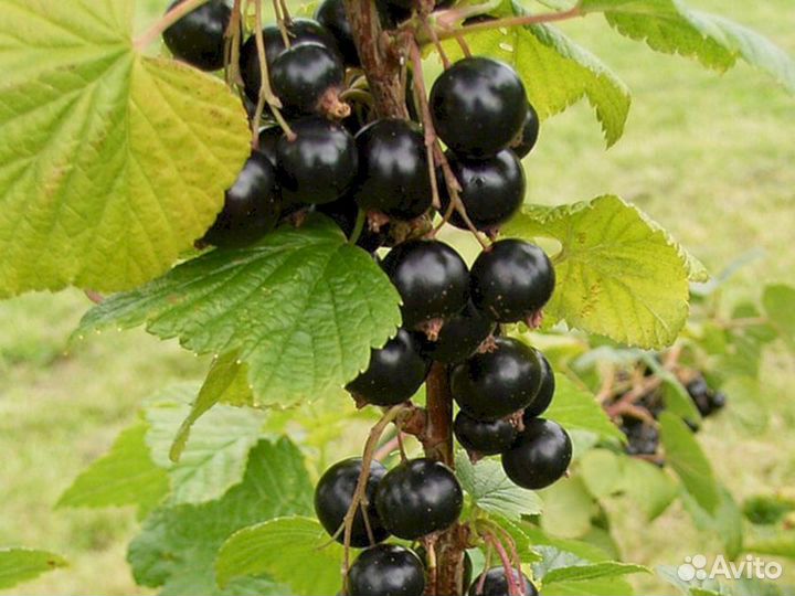 Саженцы черной смородины Изюмная