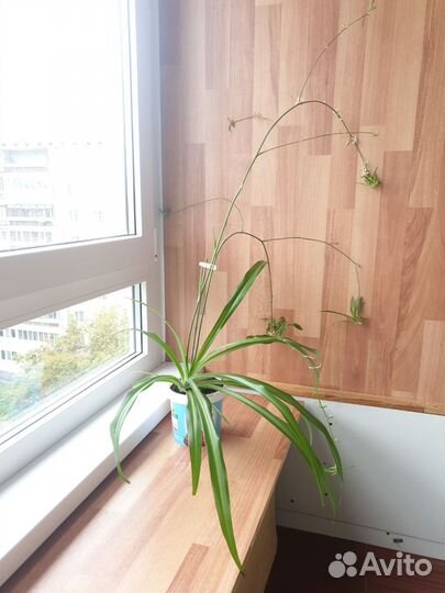 Хлорофитум