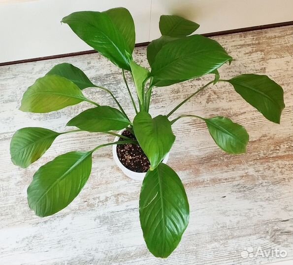 Спатифиллум