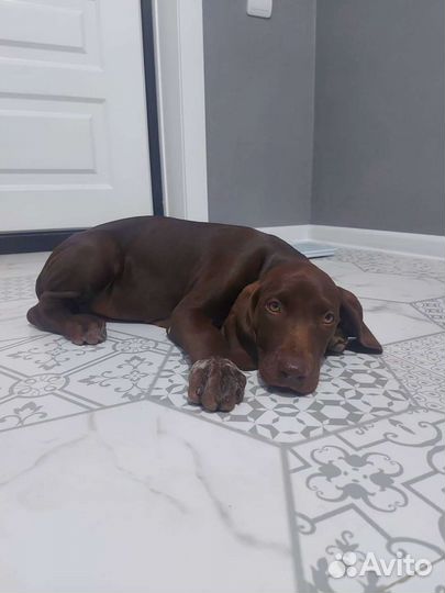 Щенки курцхаара