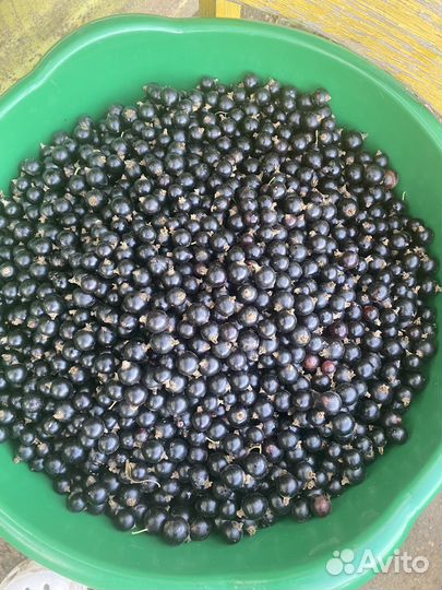 Черная смородина