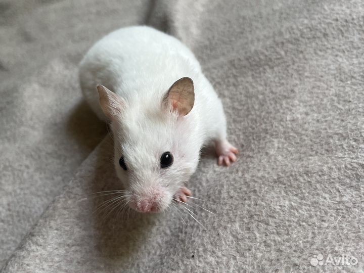 Сирийский хомяк девочка