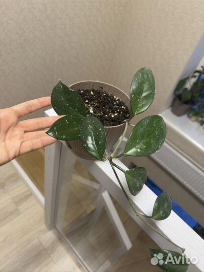 Хойя