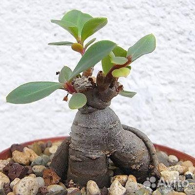 Каудексы, семена