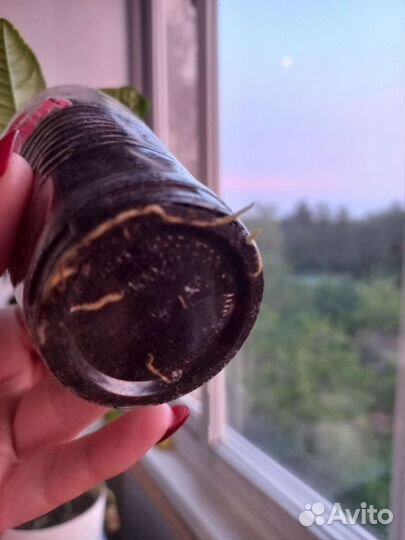 Лимон вариегатный, Лиметто Россо, Рангпур