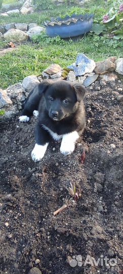 Щенки русско европейской лайки