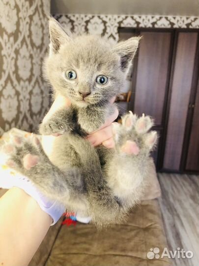 Котята в дар