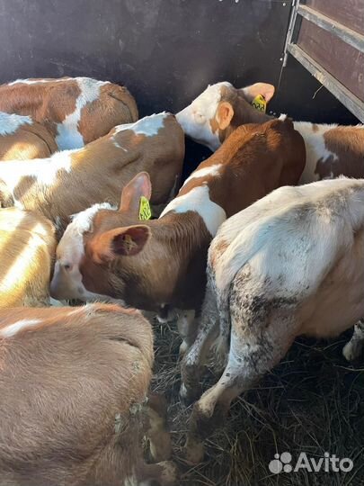 Ч Телята мясной породы