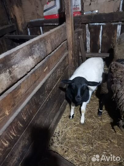 Ярки бараны дорпер