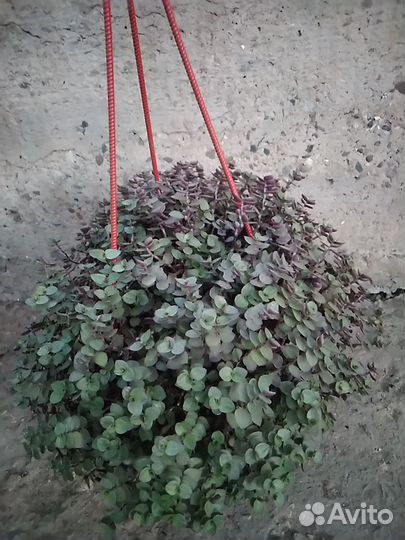 Традесканция мелколистная