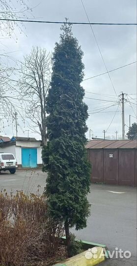 Туя смарагд