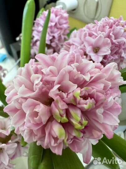 Цветы и букеты с доставкой