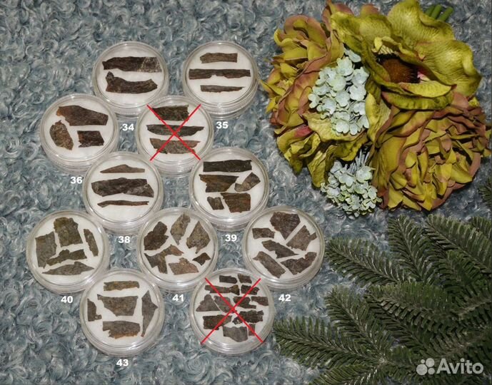 Риниофиты (первые растения) и окаменелые водоросли