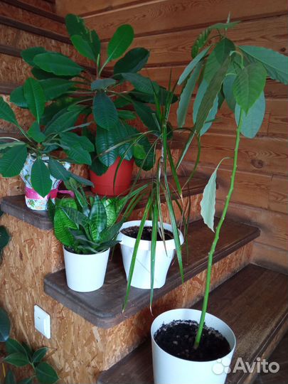 Комнатные растения