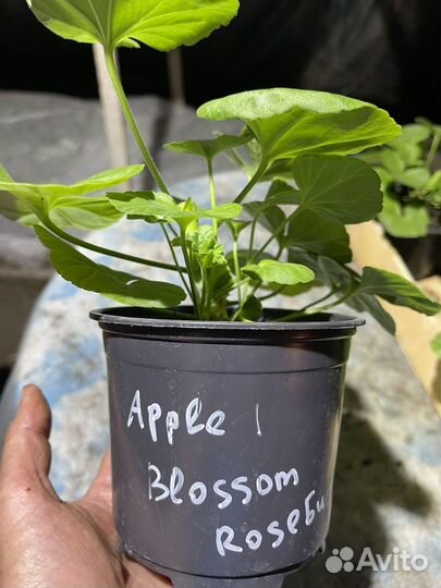 Пеларгония Apple Blossom Rosebud