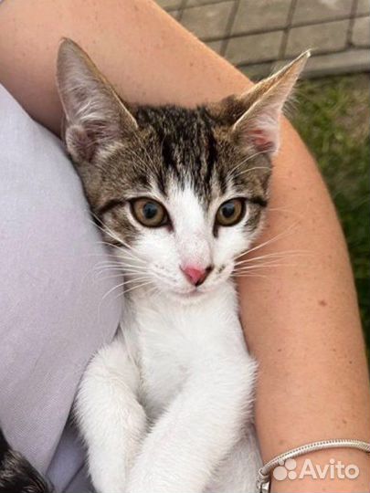 Котенок мальчик 3 месяца в добрые руки
