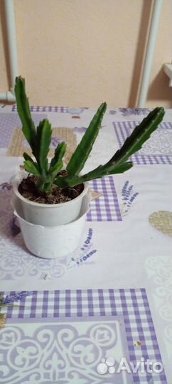 Комнатные цветы